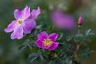 Prairie roses in the Custer National Forest, Montana, USA. Art Print
